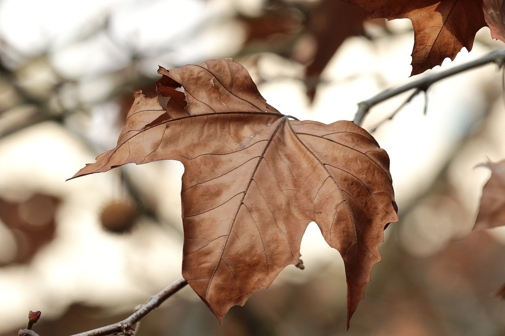 tree-4578319