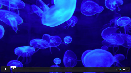 blue-jellyfish-856882